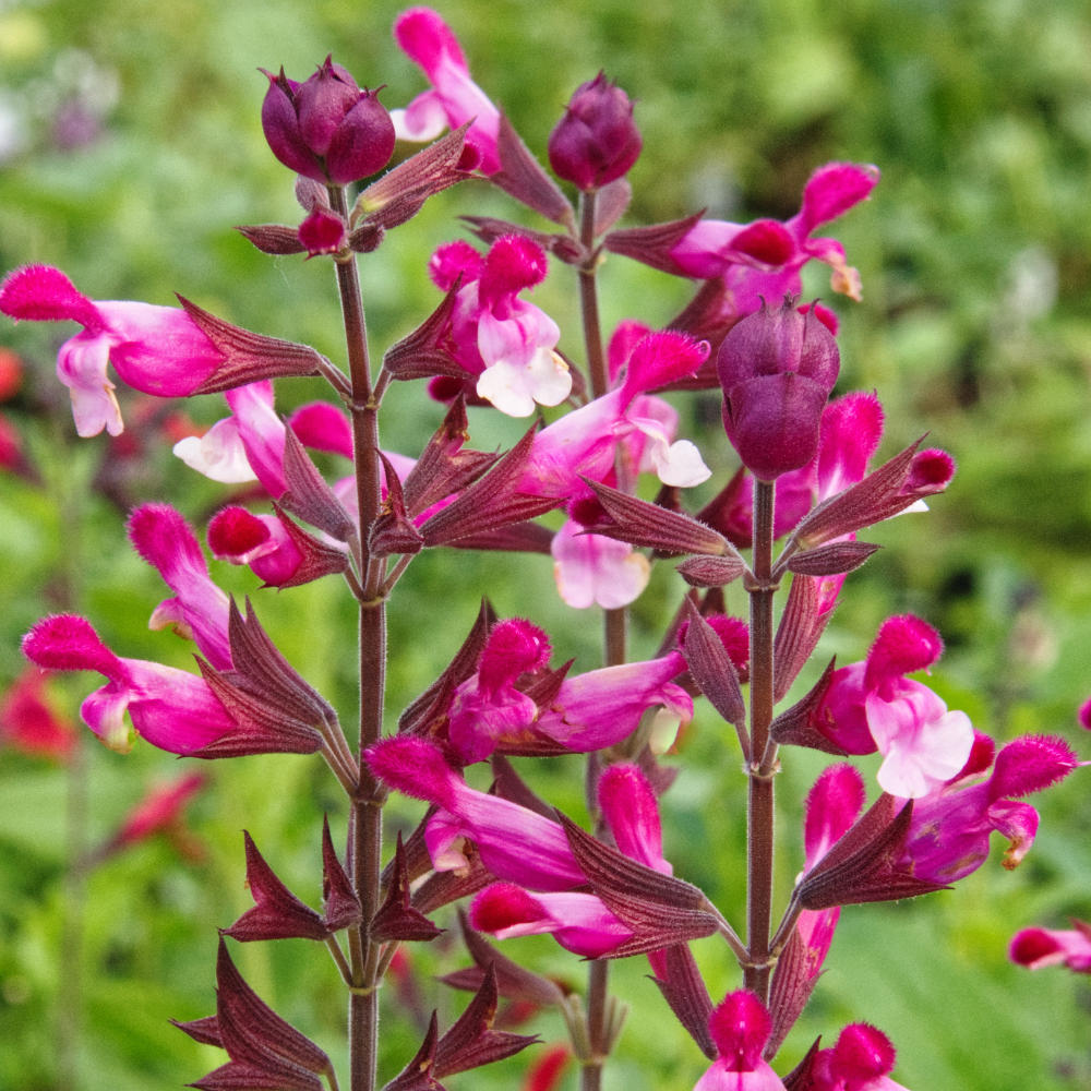 Salvia Pink Mulberry