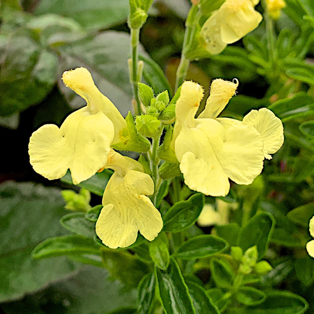 Salvia x jamensis Lemon Light