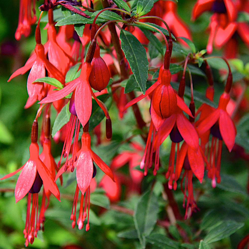 Fuchsia microphylla David