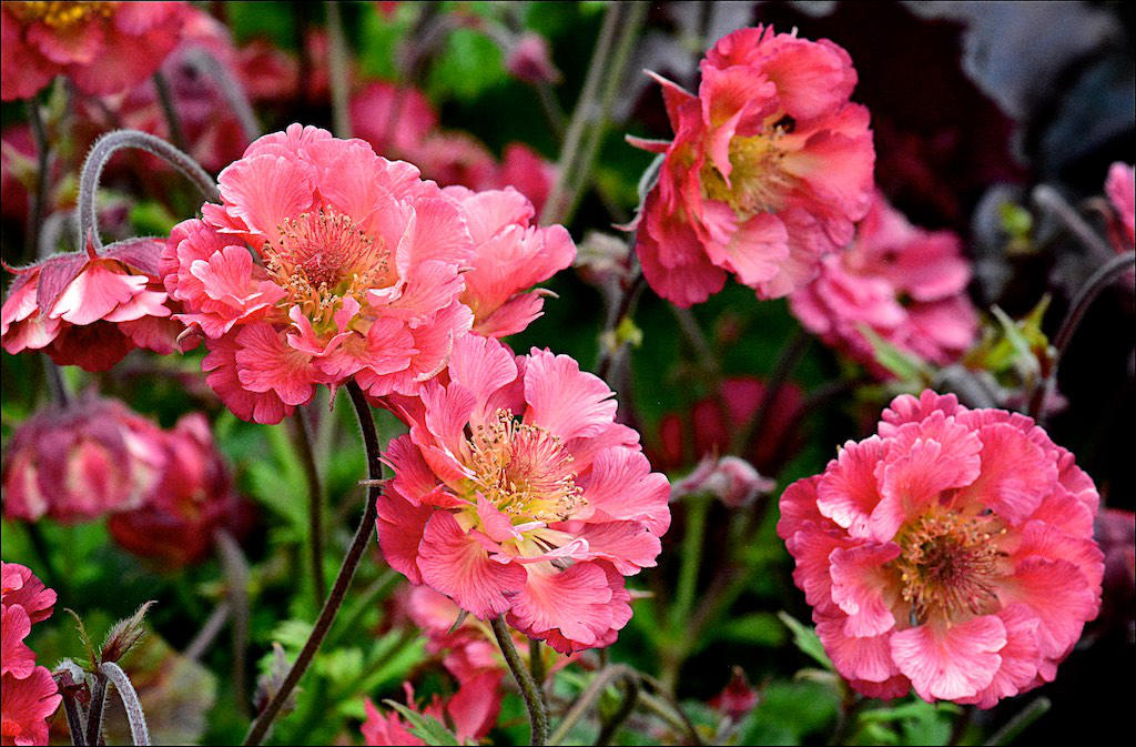 Geum Pink Petticoats flowers close