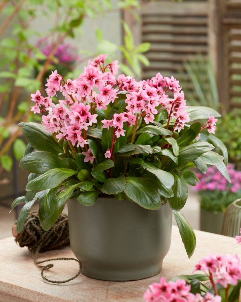 Bergenia Dark Damsel