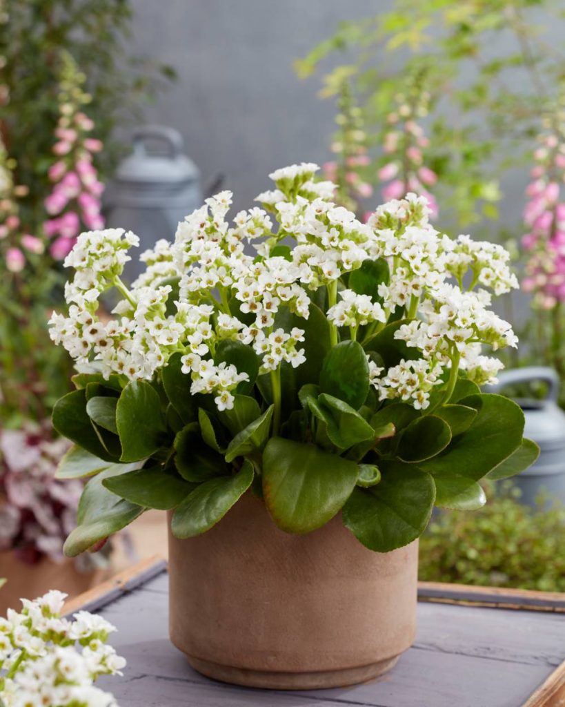 Bergenia Diamond Drops