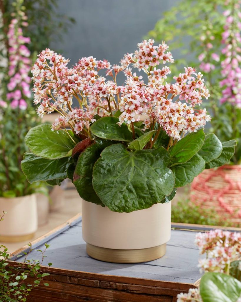 Bergenia Dumbo