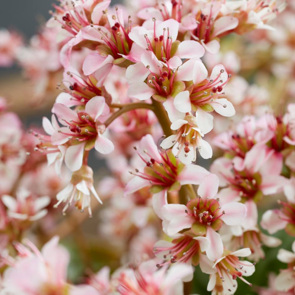 Bergenia Dumbo