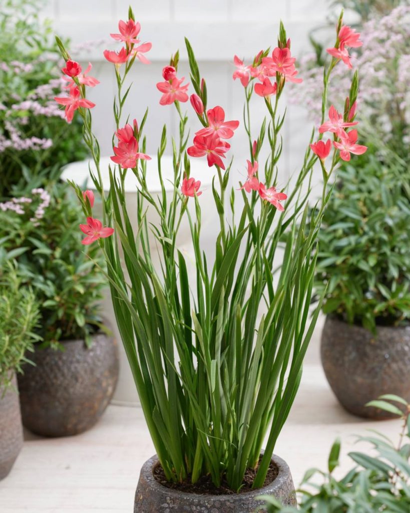 Hesperantha Oregon Sunset