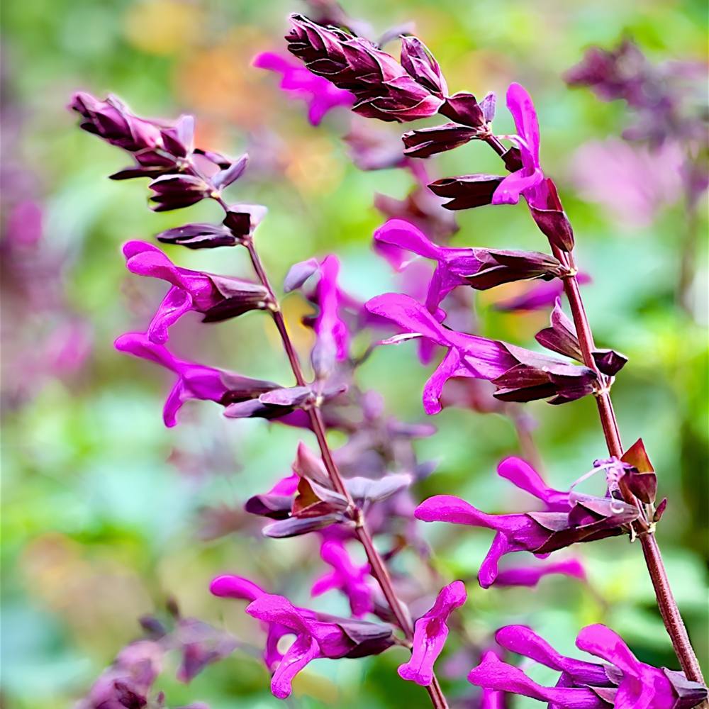 Salvia Berry Blast close up