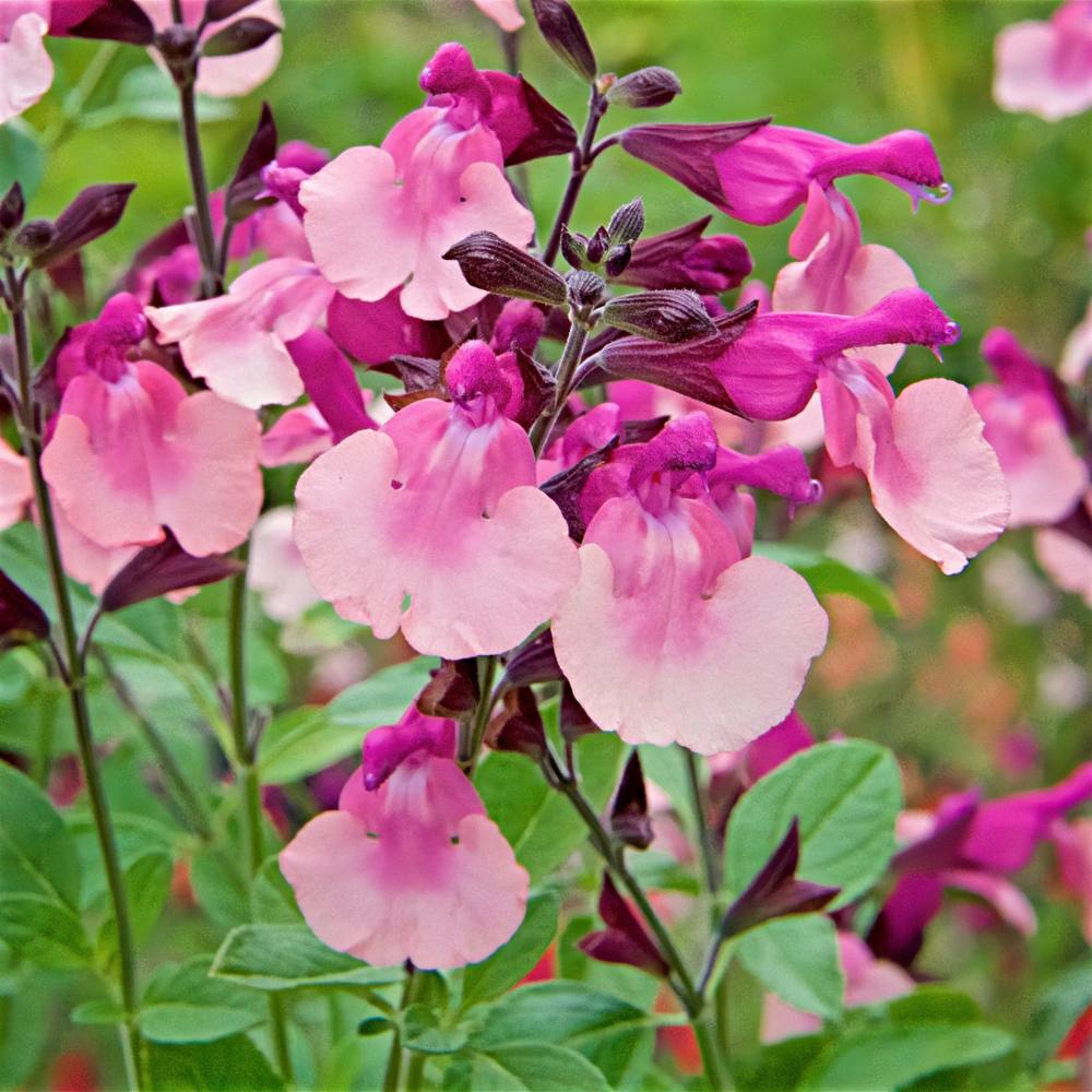 Salvia Peach Melba close up