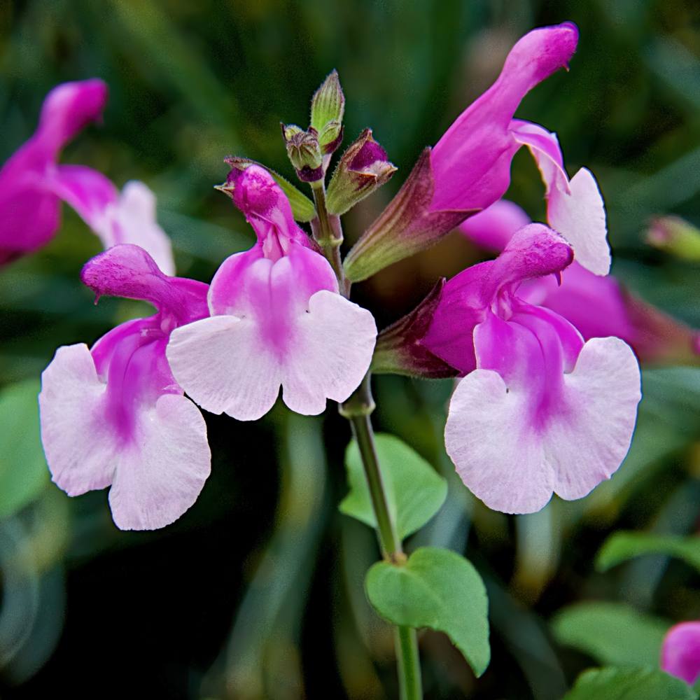 Salvia Strawberry Melba close up