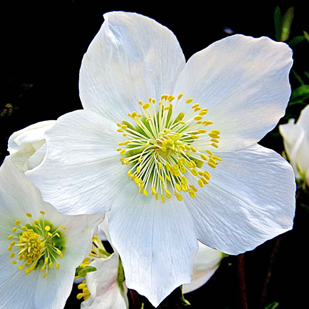Hellebore Ice Maiden