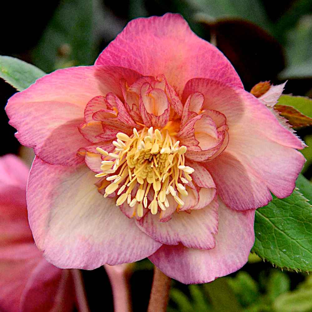 Hellebore Peach Pr