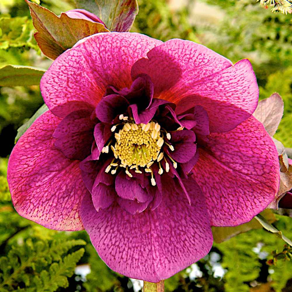 Hellebore Plum Couture