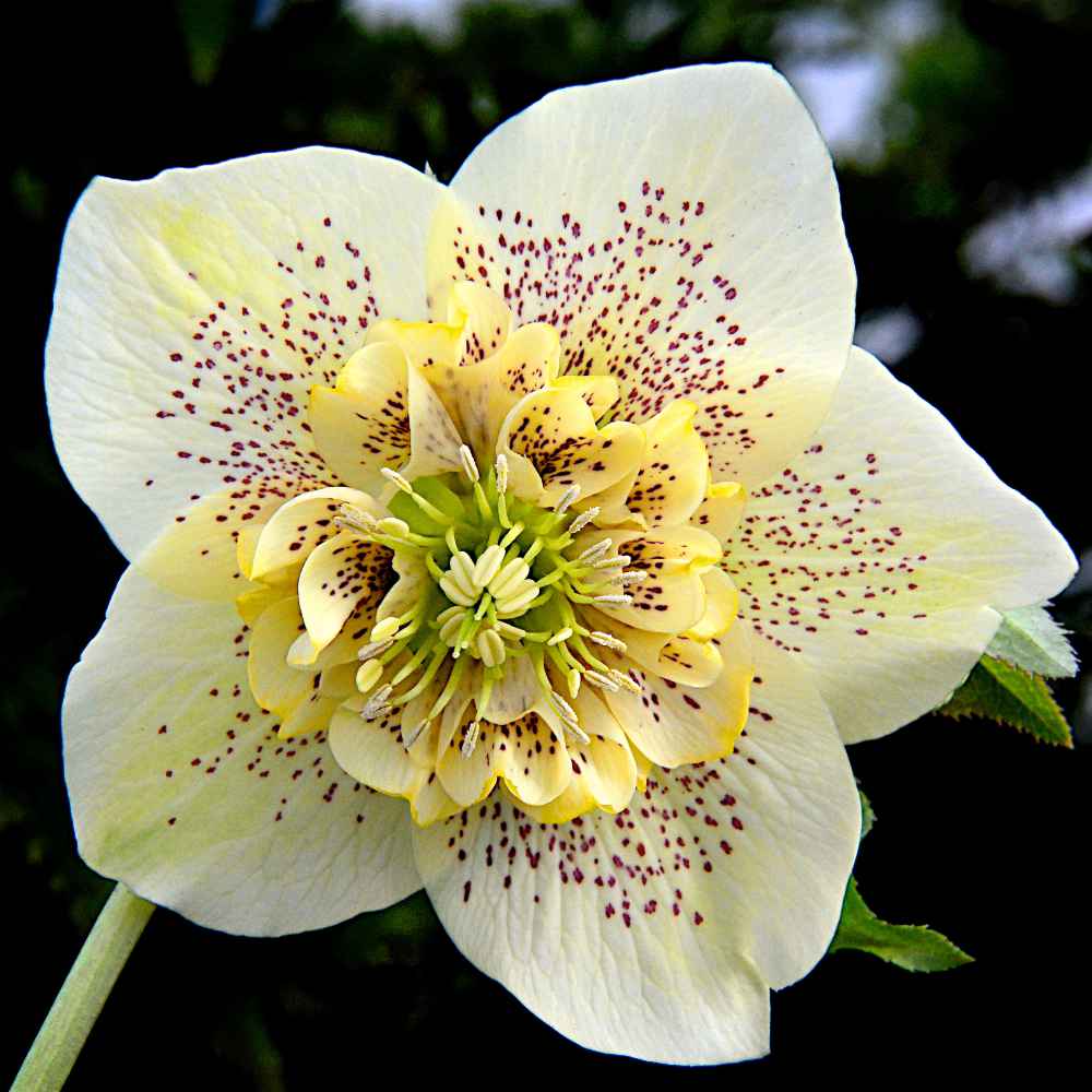 Hellebore Starlight Sensation