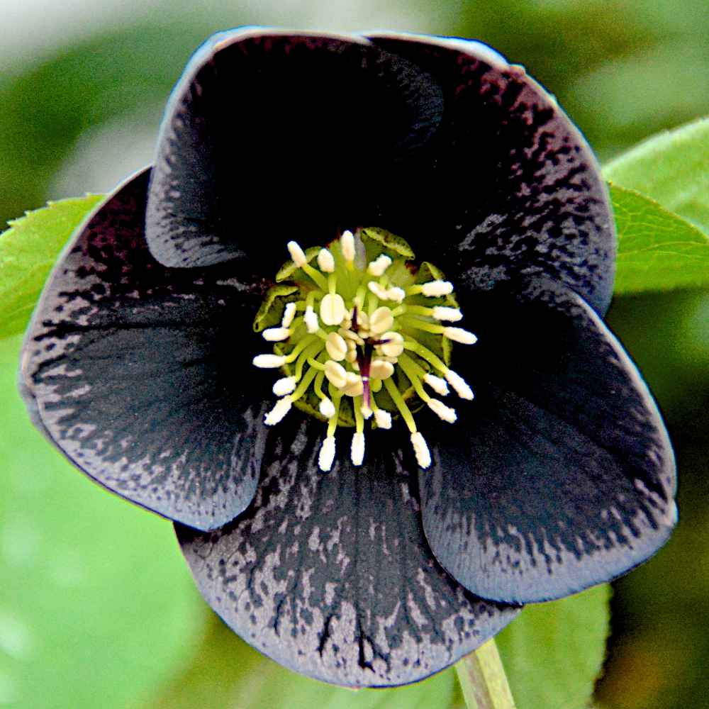 Helleborus Black Coral