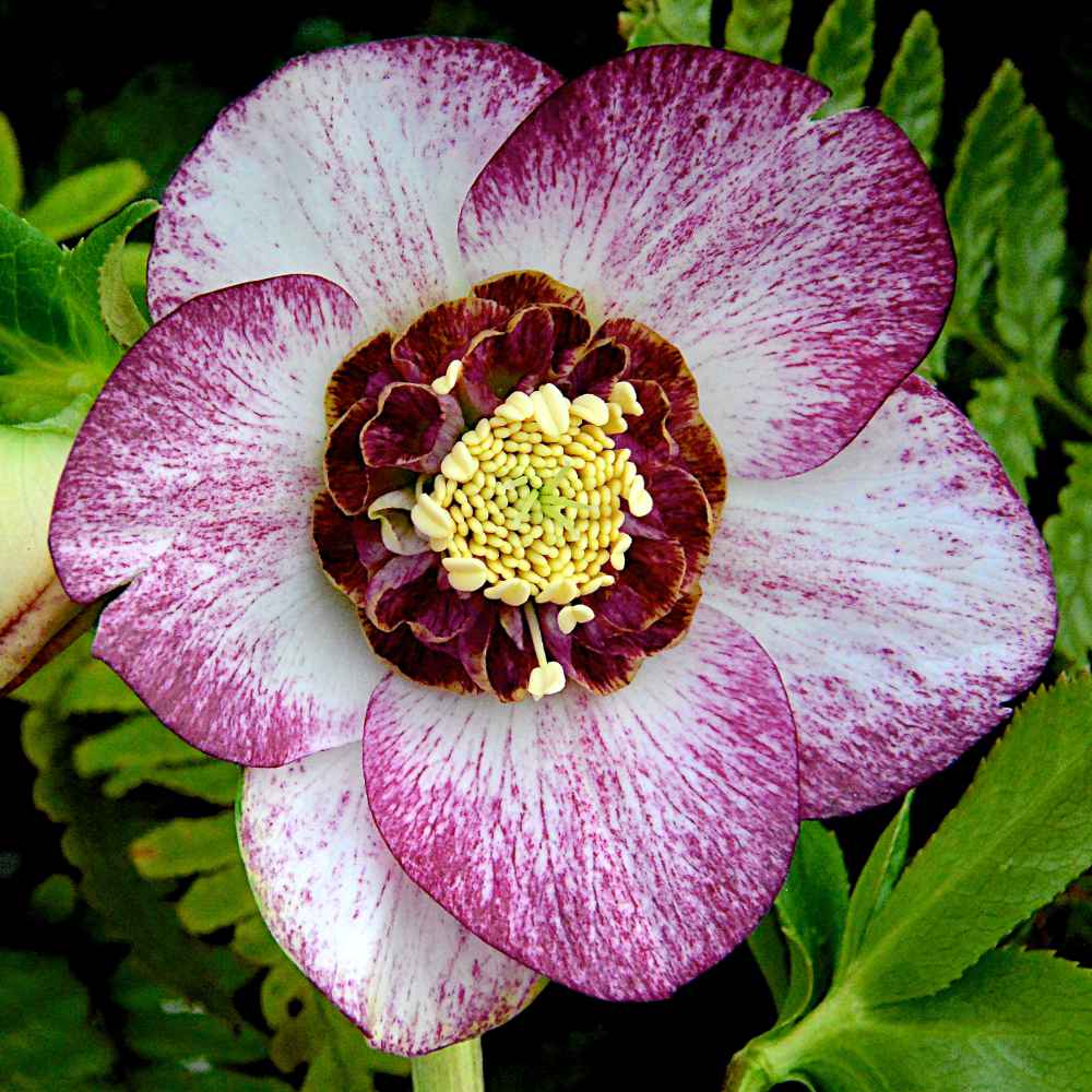 Helleborus Bronze Whisper