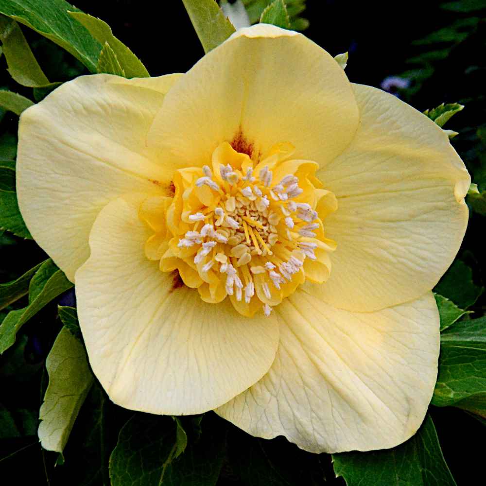 Helleborus Soft Sunrise